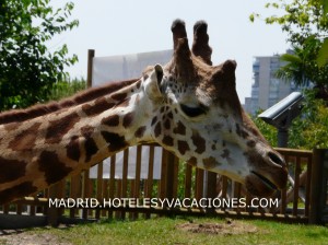 Girafa en el Zoo de Madrid